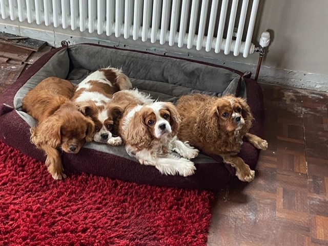 Lilly, Layla, Libby & Lucy